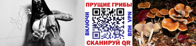 Галлюциногенные грибы ЛСД  Бугуруслан 